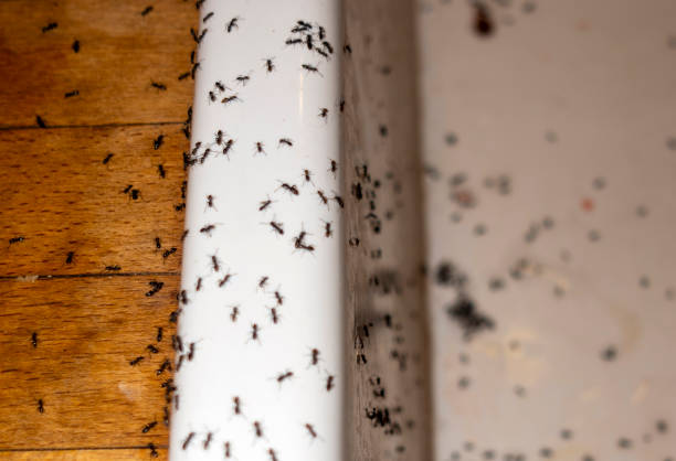 Best Emergency Pest Control  in Grandview, IL