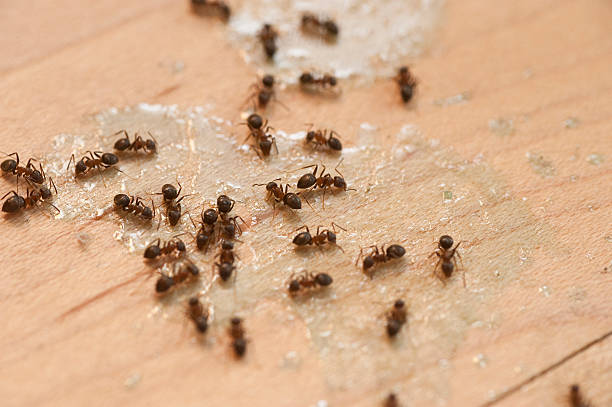 Best Wildlife Control Services  in Grandview, IL