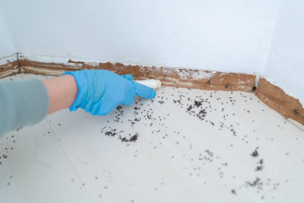 Best Affordable Pest Control Services  in Grandview, IL